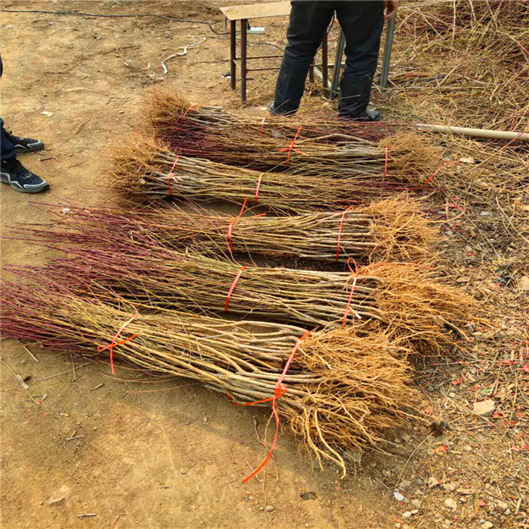 油蟠桃树苗新品种油蟠13桃树苗介绍嫁接桃树苗厂家桃苗基地