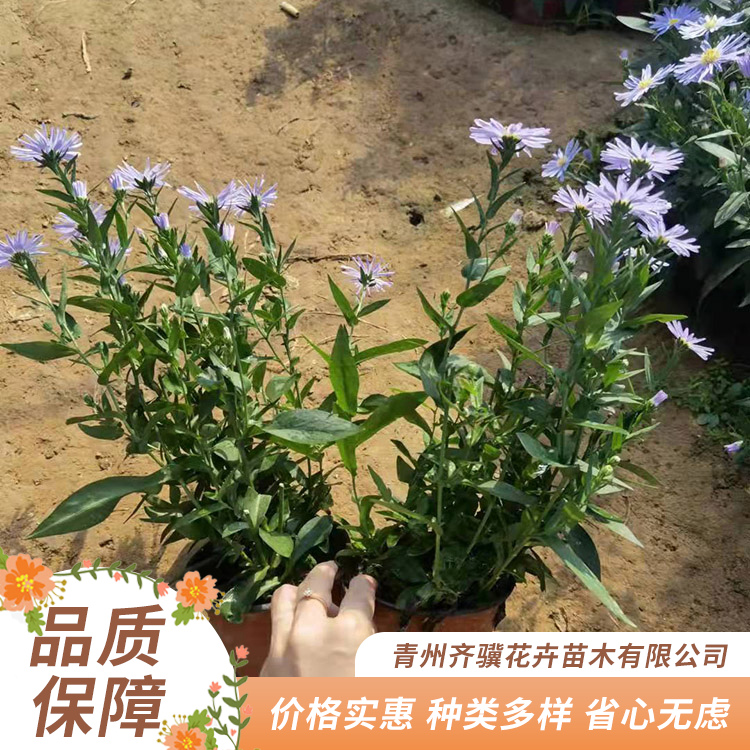 山東批發紫苑苗紫苑種植基地基地直供