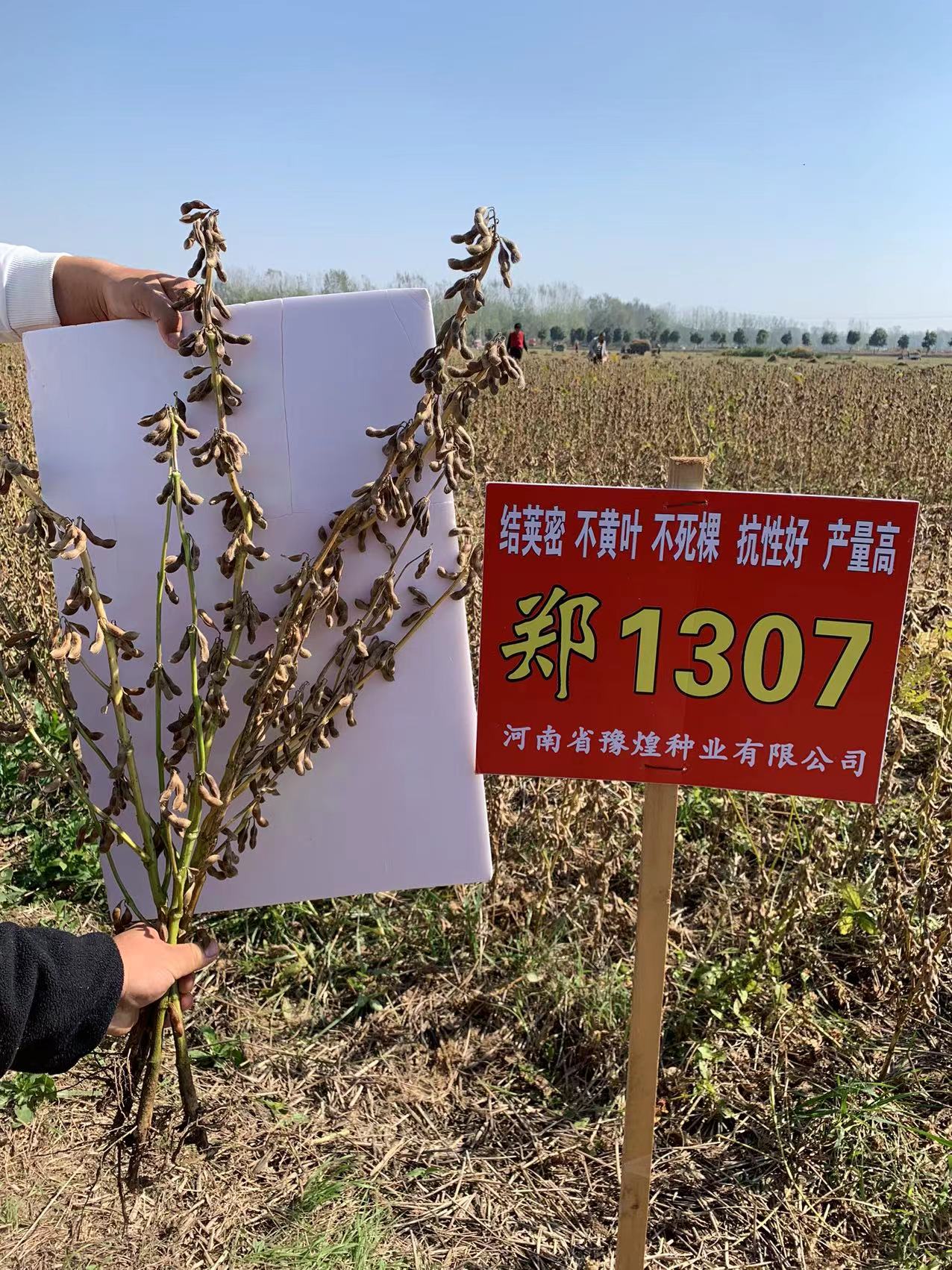 种植黄豆想高产稳产选品种郑1307大豆