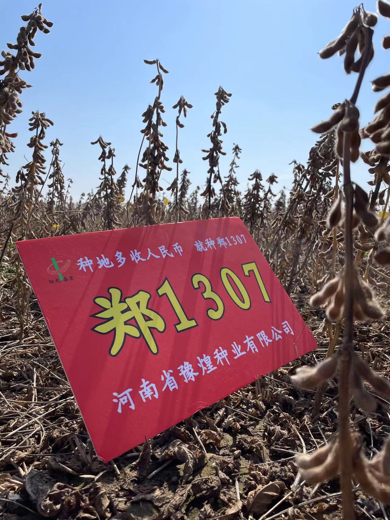 出售大豆黄豆种子国家审定品种郑1307大豆