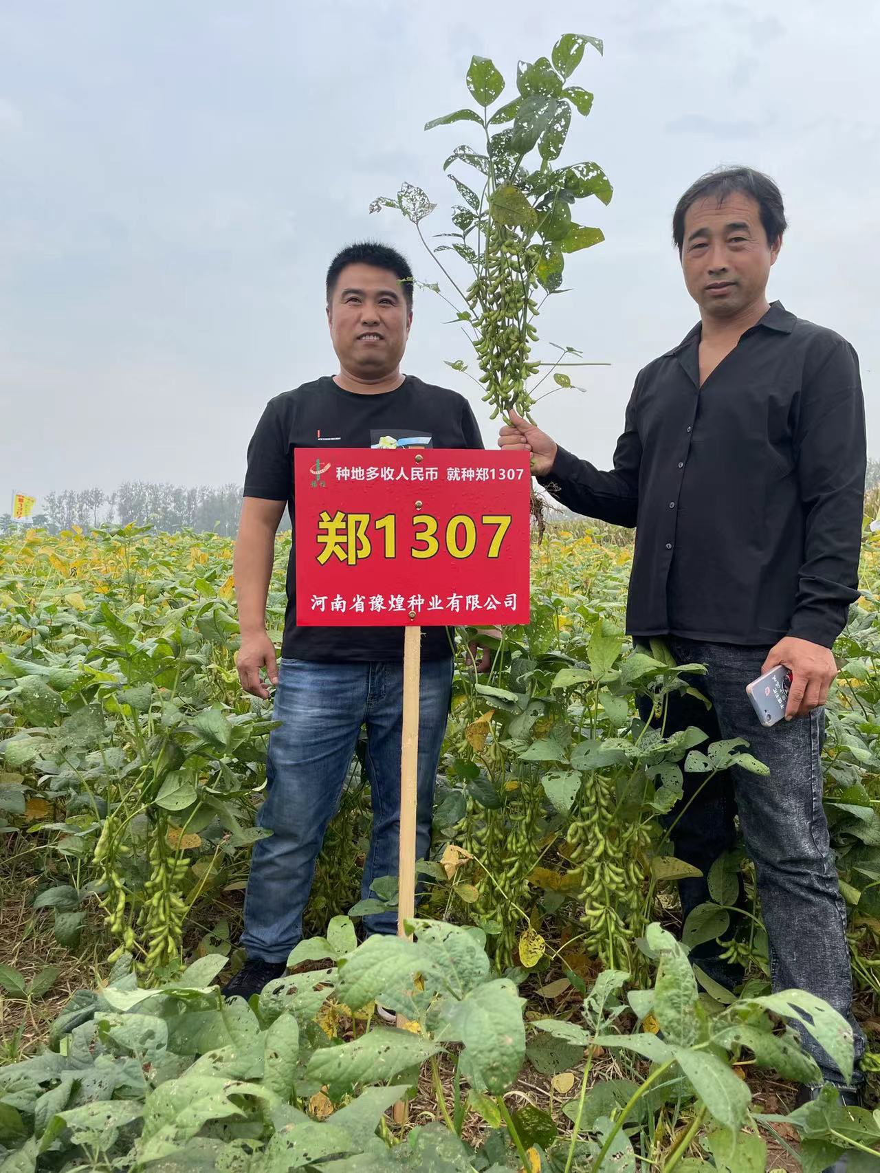 河南大豆粗粮大豆郑1307品种黄豆团购价格