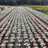 银叶菊价格 花境植物批发 银叶菊图片 草花植物批发