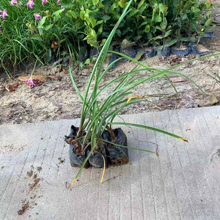 定金髮貨白花蔥蘭小苗 鳳雨蘭小苗 袋苗 花期長 福建苗圃直供