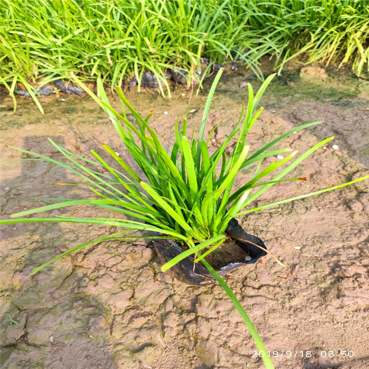 园林景观绿化苗韭兰小苗 凤雨兰小苗 袋苗 承接绿化工程订单
