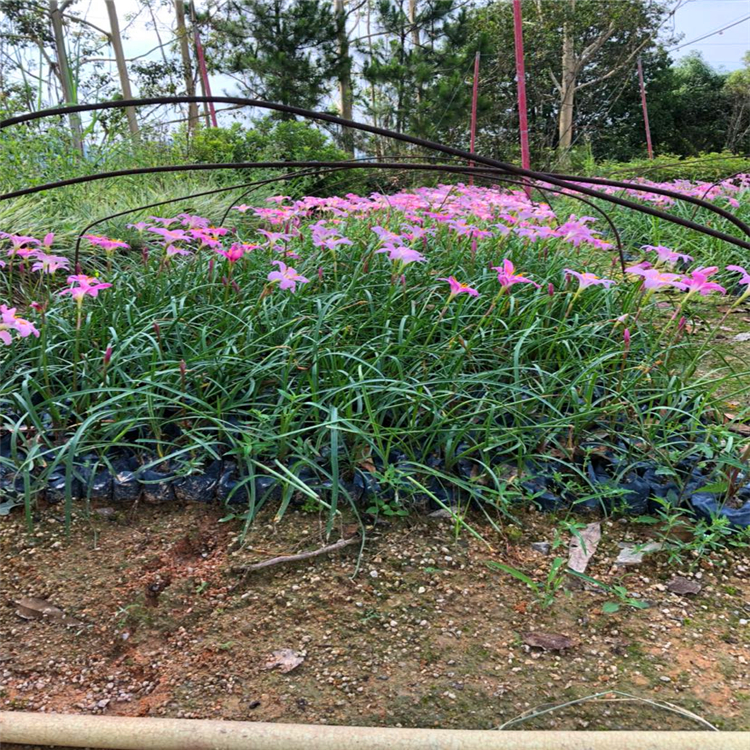 园林景观绿化苗韭兰小苗 凤雨兰小苗 袋苗 承接绿化工程订单