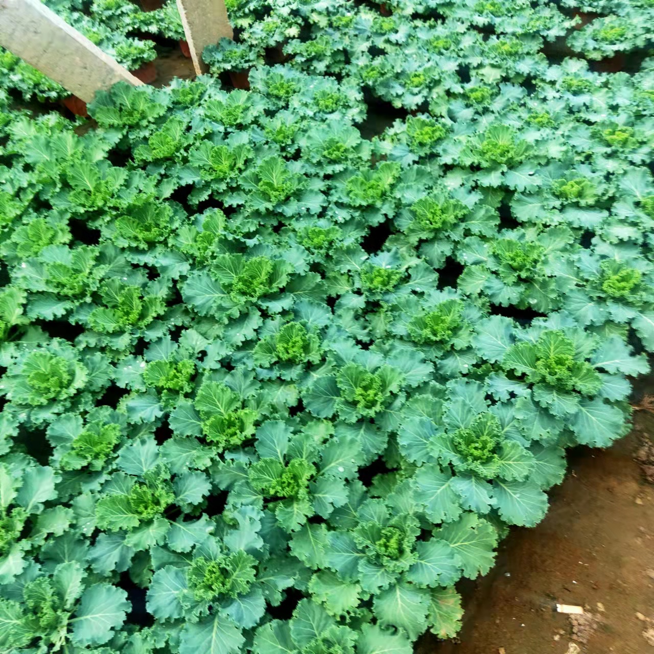 羽衣甘蓝为二年生草本植物冬季观叶花卉牡丹菜基地