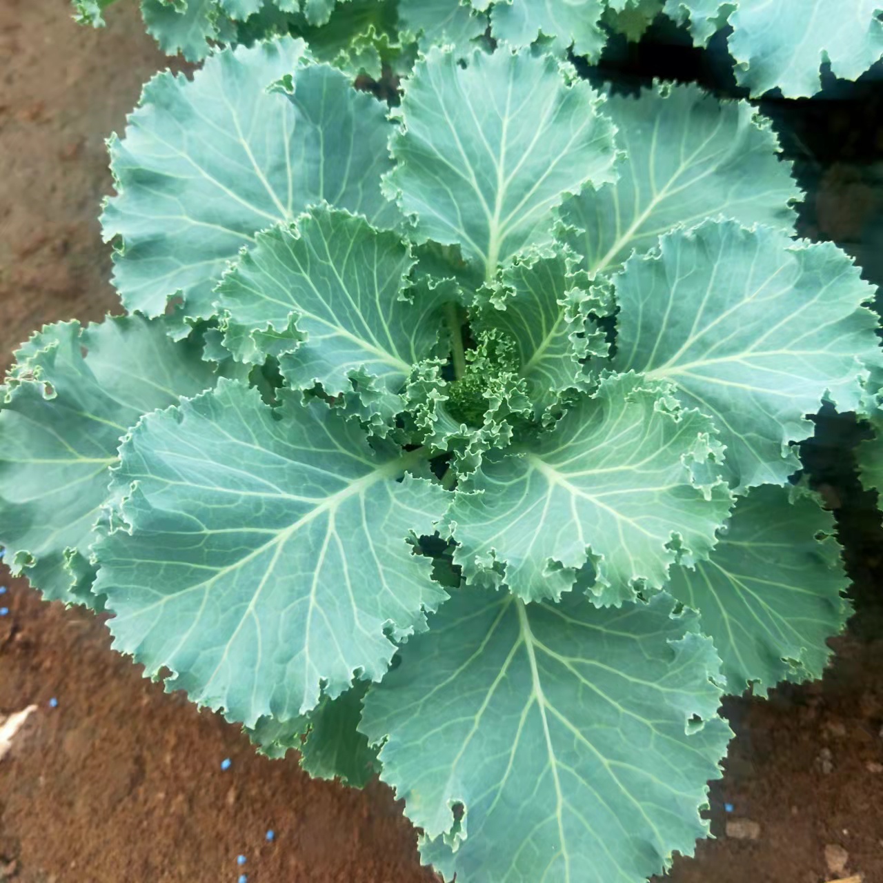 羽衣甘蓝绿化苗二年生草本花卉冬季耐寒甘蓝苗
