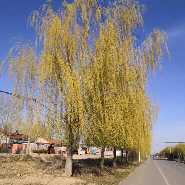 速生柳树树形高大公园馒头柳景区观赏树喜湿耐寒原生柳树