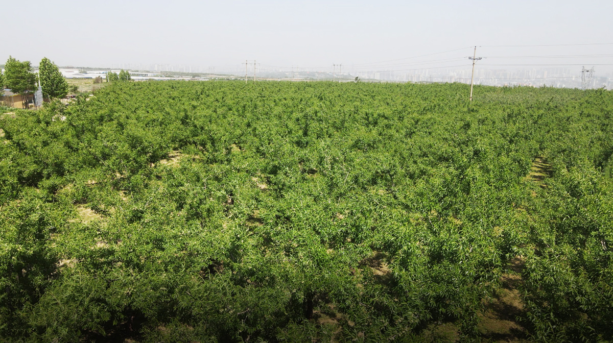 客觀原因是因為新疆巴旦木種植產量過低,國家沒有相應的技術支撐.