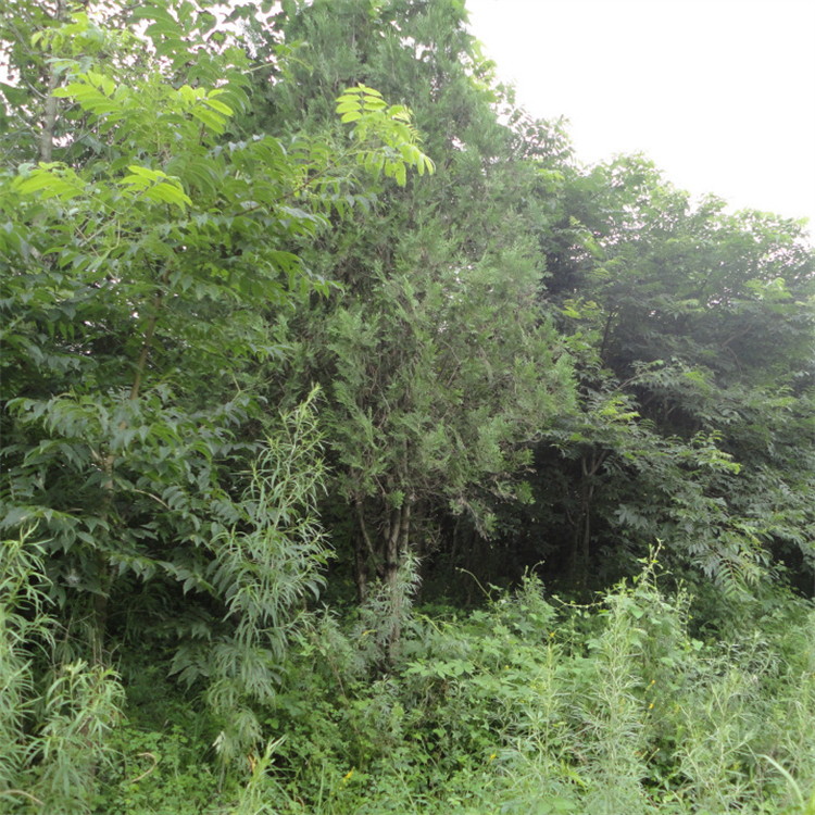 基地出售黃菠蘿樹庭院公園小區工廠綠化工程苗