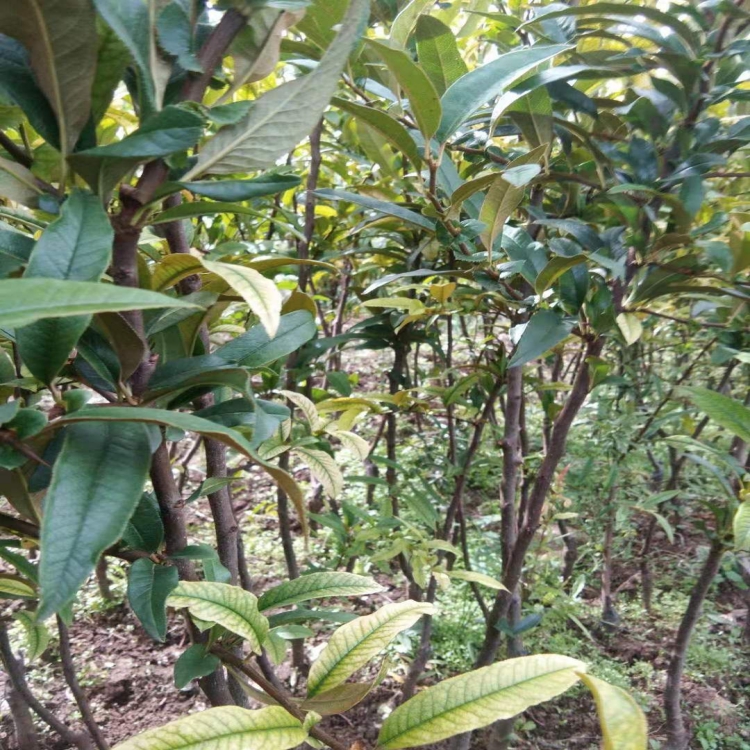 春华木瓜苗 ,酸木瓜苗高原露天培育,品质保证,价格美丽