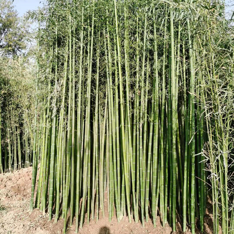 淡竹2公分3公分4公分四季常青表以及图片成活率好