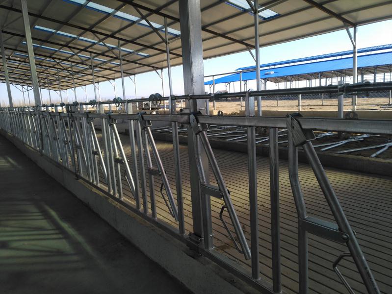 牛场养殖设备牛卧床 母牛用热镀锌材质牛卧栏