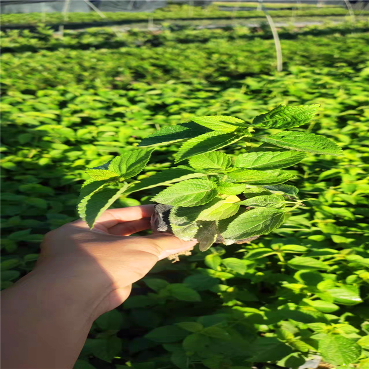 福建苗圃出售五色梅苗五色梅基地可全国配送