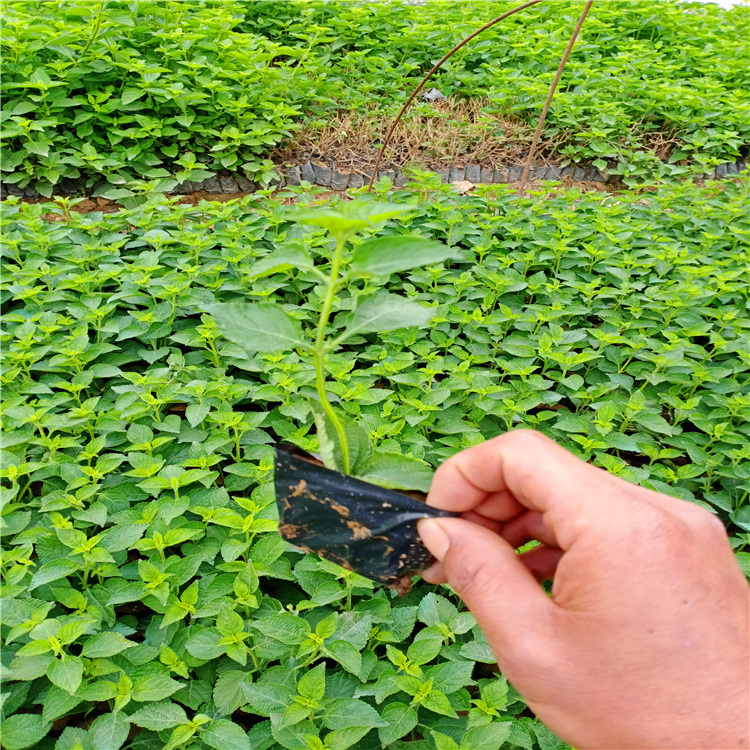 辽宁多色花卉五色梅 马樱丹小苗 袋苗 五色梅绿植供应