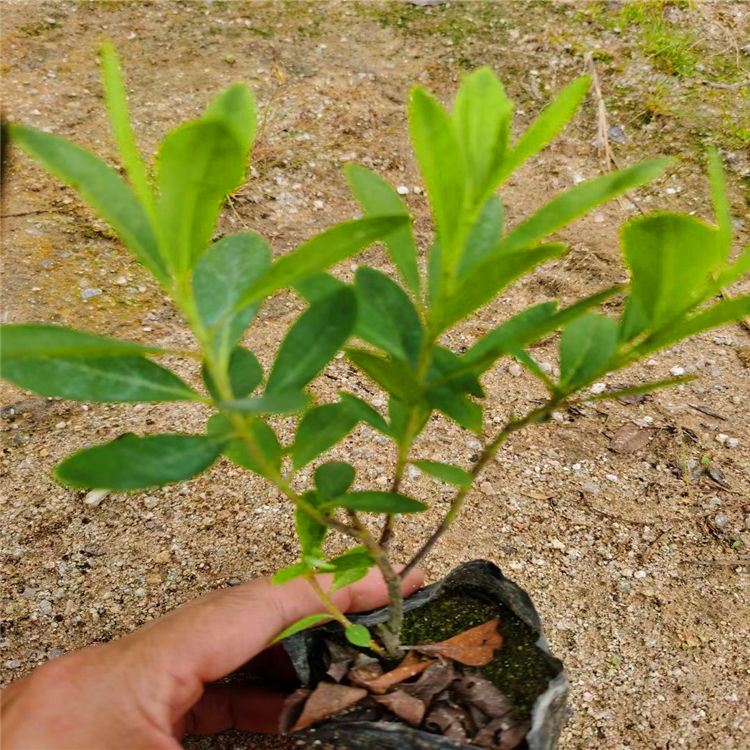 多種地被種植供應供應毛杜鵑比利時杜鵑花苗綠化苗木品種全