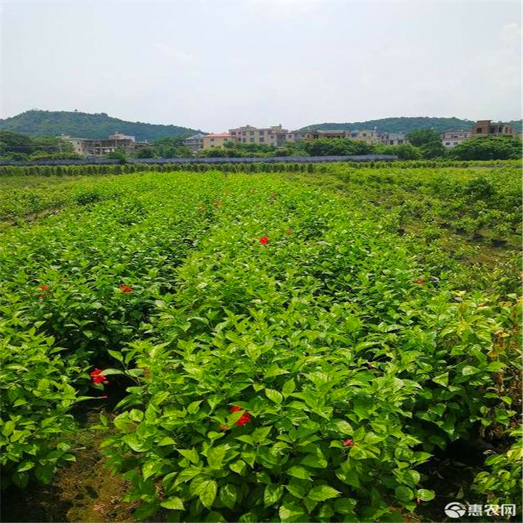 漳州小苗基地重瓣扶桑苗价格扶桑大红花袋苗园区绿化植物