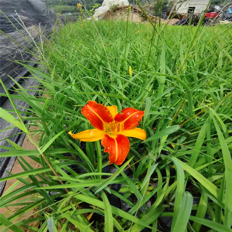 主要品種有:紅車,非洲茉莉,胡椒木,紅花繼,紅背桂,大葉紅草,九里香,大