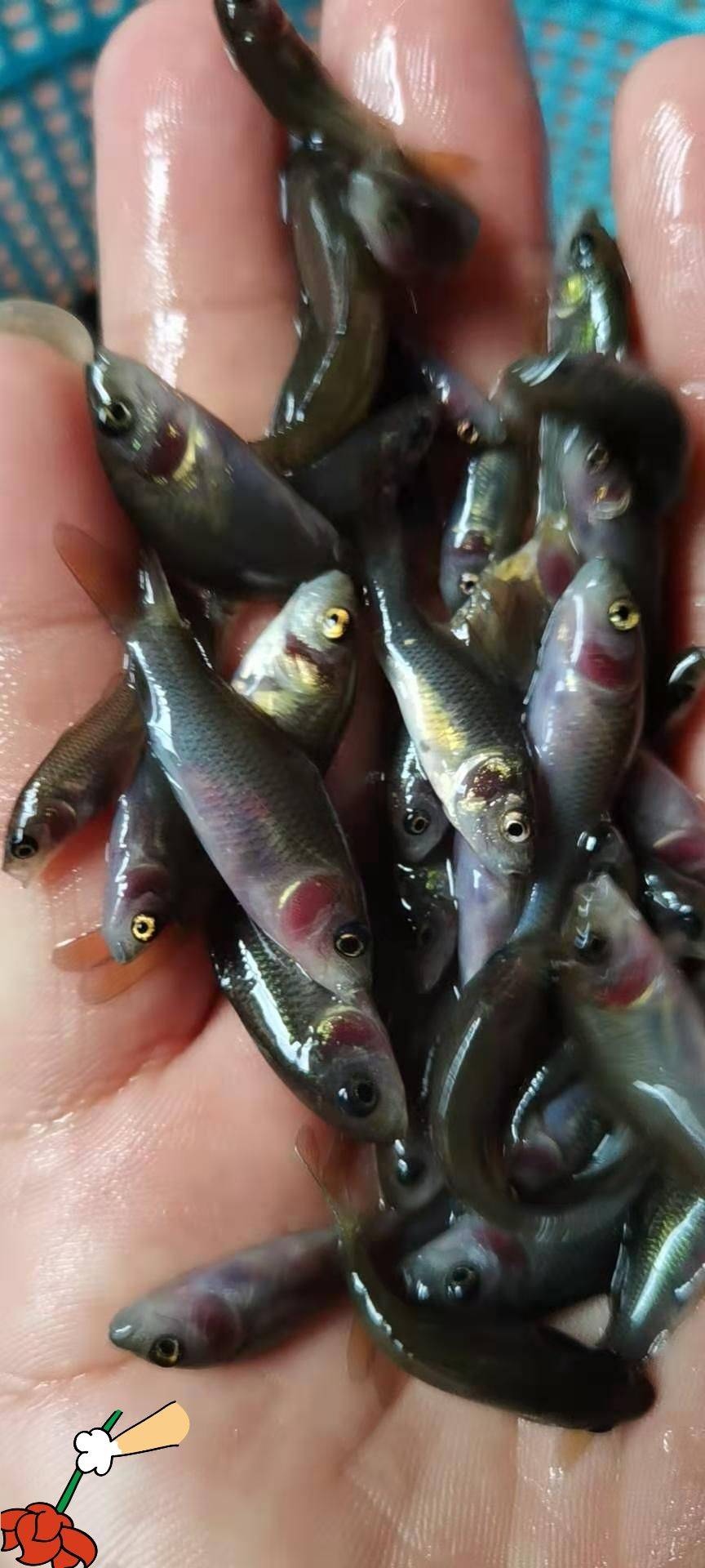 生态稻田鲤鱼苗禾花鲤鱼苗荷花鲤鱼苗养殖基地