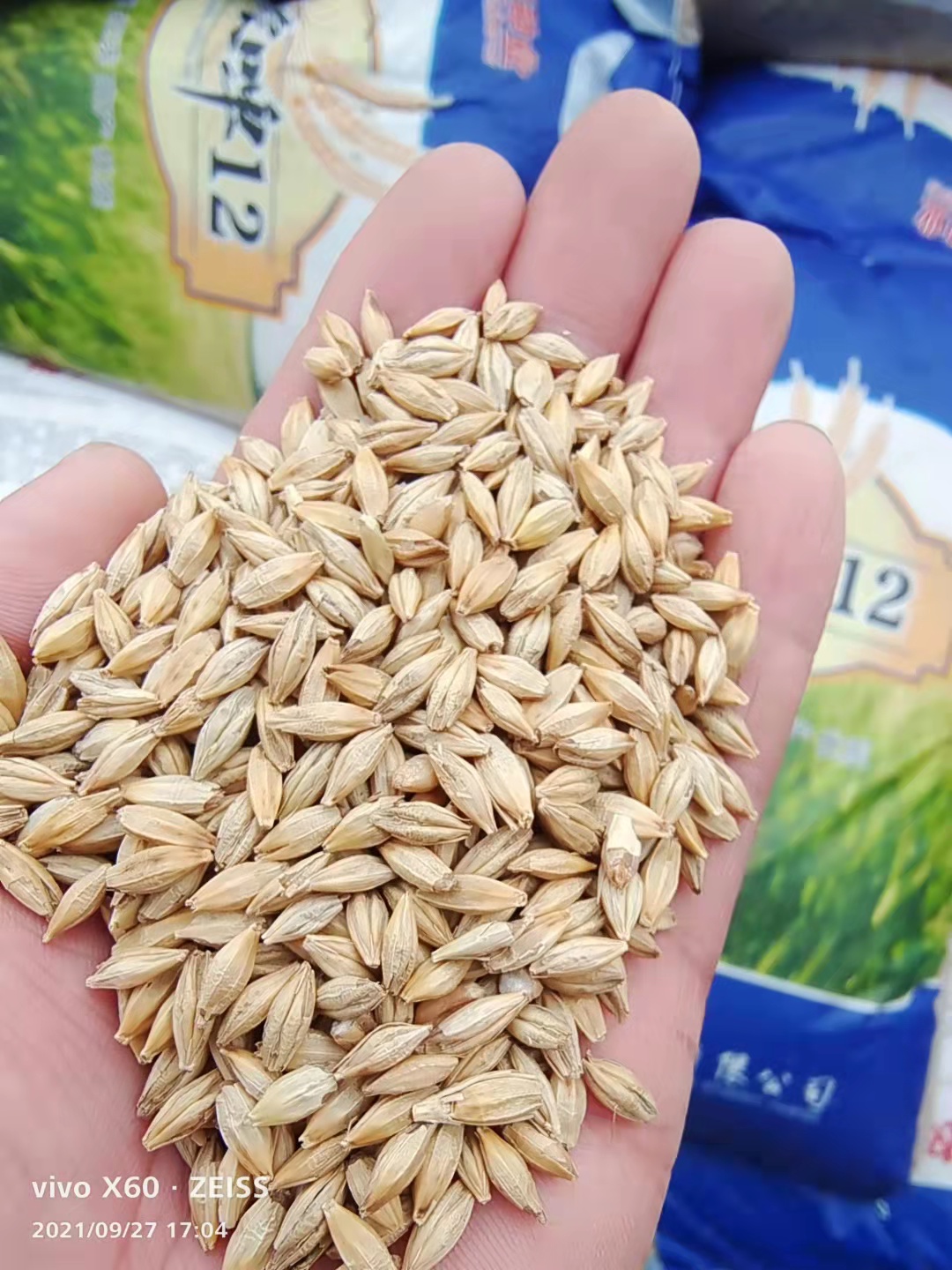 大麦种子水培大麦种子批发