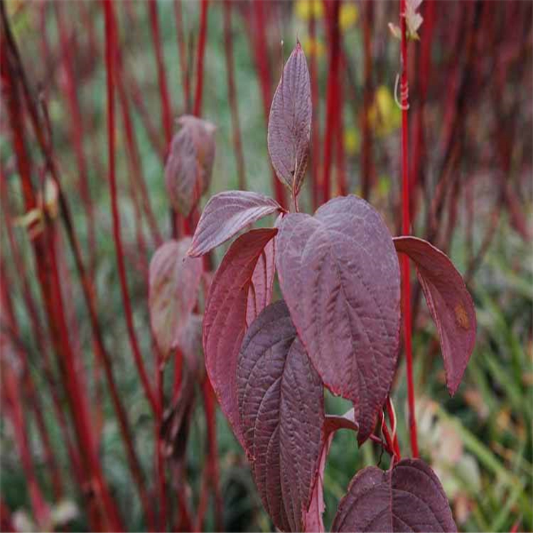 产果绿化苗金叶红瑞木2年生红瑞木价格规格有一年生两年生