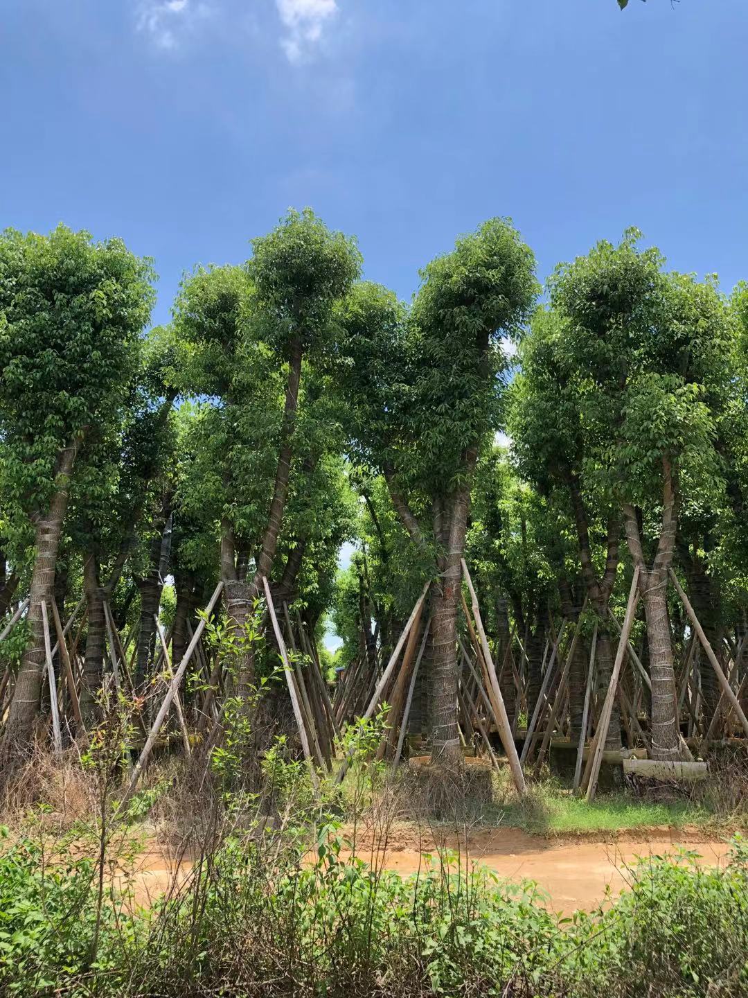 福建苗木基地基地香樟树绿化香樟小苗可全国配送