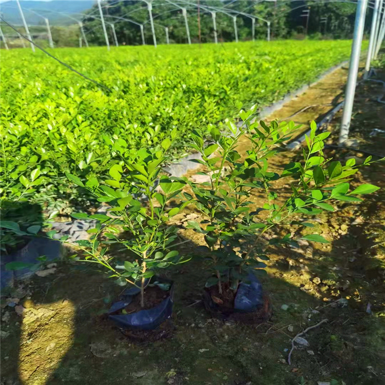 苗圃供應九里香苗七里香袋苗公園道路綠化用九里香苗四季常青七里香苗