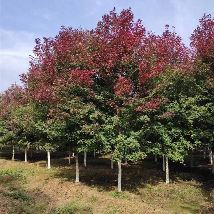 紅楓樹批發 日本紅楓溼地綠化盆栽 紅楓植株行道樹風景樹