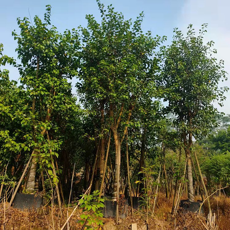 福建菩提树基地批发 菩提榕价格 移植菩提树种植规格齐全