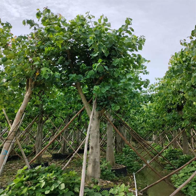 福建菩提树基地批发 菩提榕价格 移植菩提树种植规格齐全