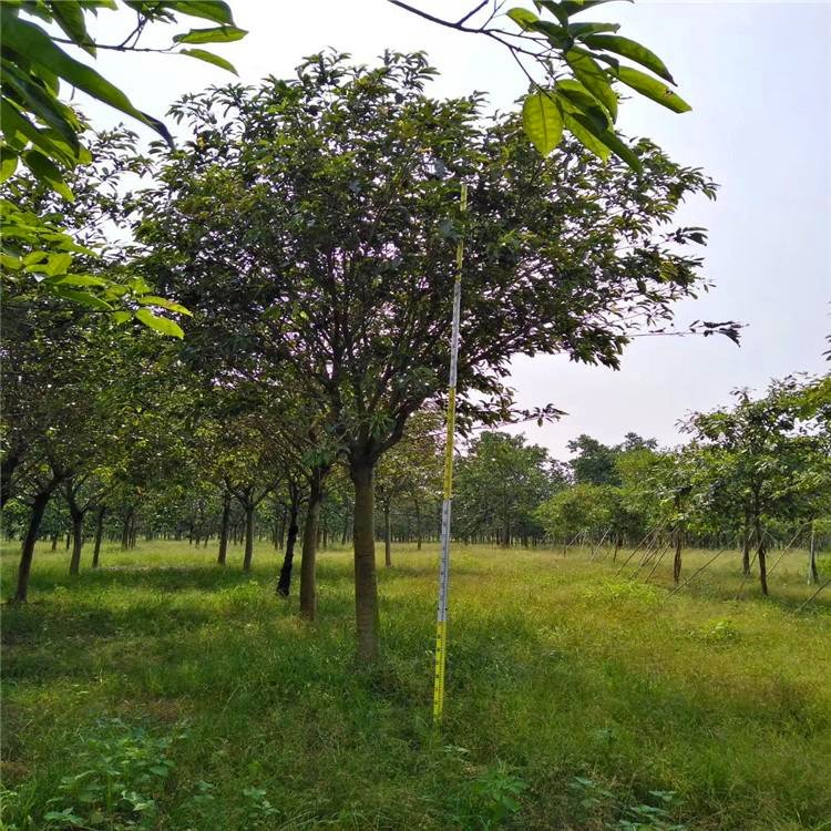 福建菩提树基地批发 菩提榕价格 移植菩提树种植规格齐全