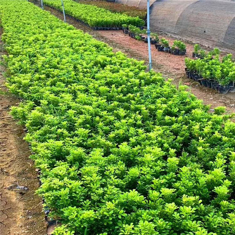 绿化米兰袋苗工程苗米仔兰小苗批发树兰容器苗鱼仔兰幼苗