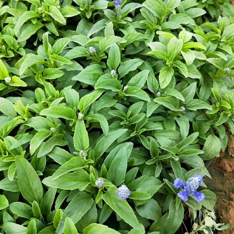 一二年生花卉大量批發鼠尾草小苗批發藍紫色花海鼠尾草圖片僅供參考