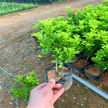 绿化米兰袋苗工程苗米仔兰小苗批发树兰容器苗鱼仔兰幼苗