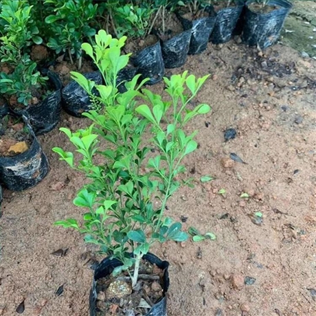 绿化米兰袋苗工程苗米仔兰小苗批发树兰容器苗鱼仔兰幼苗