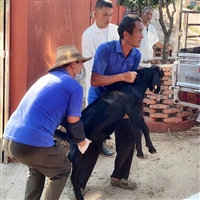 黑山羊繁殖这点事，做对这三步，养羊赚钱不难