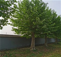 法桐发帽价格 27公分法桐价格 28公分法桐价格