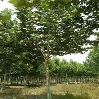 法国梧桐价格 7公分法桐价格 50公分法桐价格