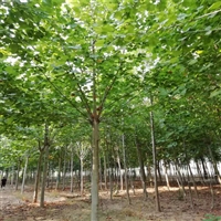 山东法桐价格 11公分法桐价格 60公分法桐价格