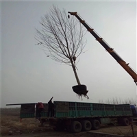 哪里法桐多 29公分法桐价格 12公分法桐价格