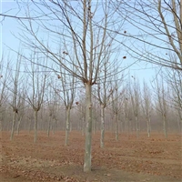 法桐截杆2年冠价格 15公分法桐价格 18公分法桐价格