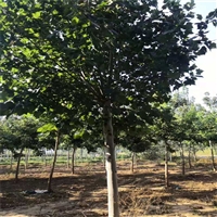 法桐菏泽产地 11公分法桐价格 6公分法桐价格