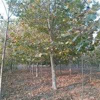 法桐价格更新 23公分法桐价格 30公分法桐价格