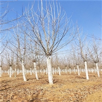 法桐胸径价格 55公分法桐价格 10公分法桐价格