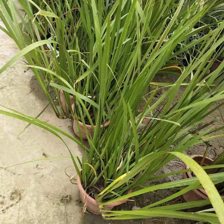 定金发货黄菖蒲批发 菖蒲苗 水菖蒲 大叶菖蒲苗 池塘绿化造景苗木