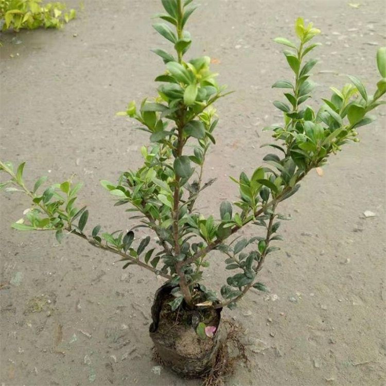 龟甲冬青小苗 龟甲冬青袋苗 绿化地被苗 行道绿化冬青盆栽