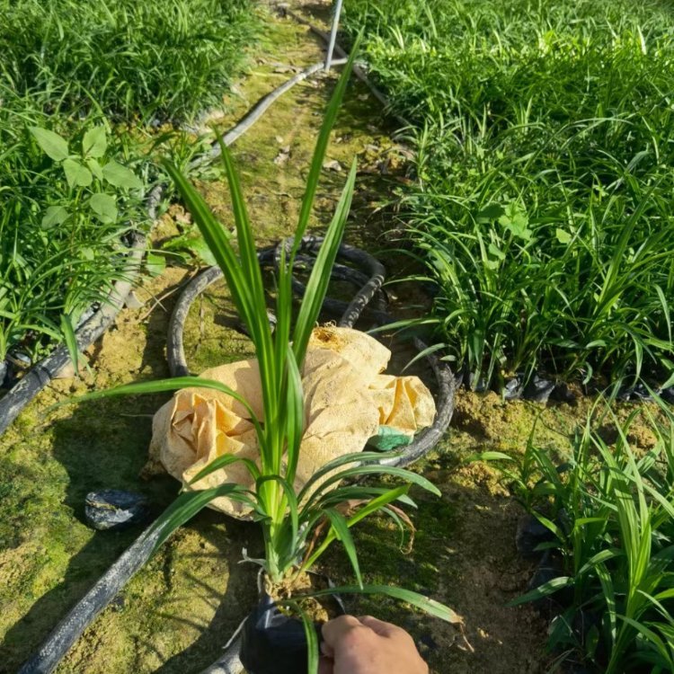 吉祥草袋苗 吉祥草小苗 吉祥草杯苗 福建漳州苗圃批发