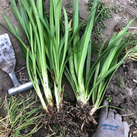 基地批发百子莲袋苗百子莲小苗常绿宿根植物花镜绿化园林用苗