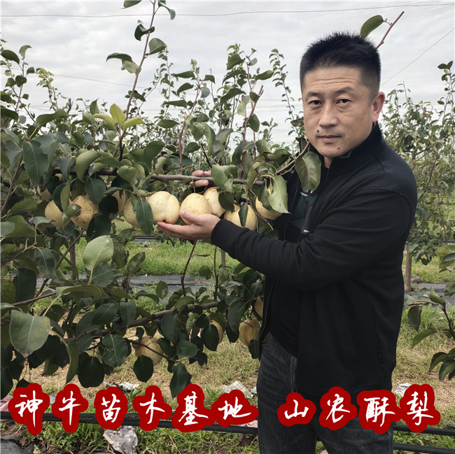 批发山农酥梨树苗哪个品种好1公分山农酥梨树苗产地