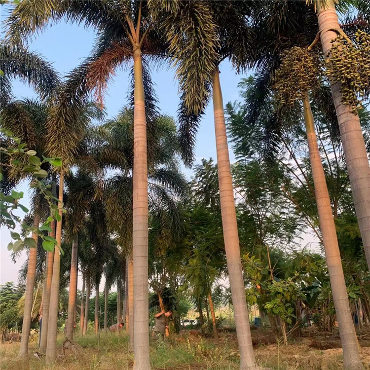 狐尾椰子树5米杆价格 狐尾椰子袋苗批发 供应椰子树地苗 大王椰子各种棕榈树 